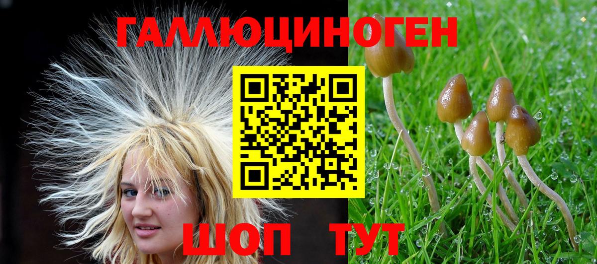 Псилоцибиновые грибы ЛСД  Вход с VPN  Бердск  Галлюциногенные грибы Psilocybine cubensis 